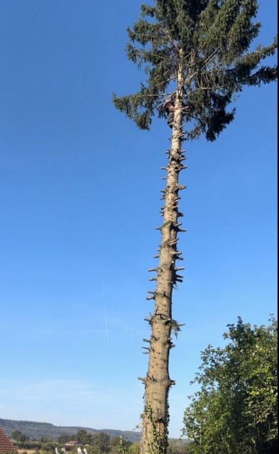 entreprise_stelhy_espace_vert (10)