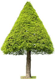 Accueil 6 - Entreprise Reynard tree small - Entreprise Reynard